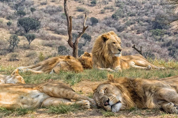 Pride of lions resting (south africa)