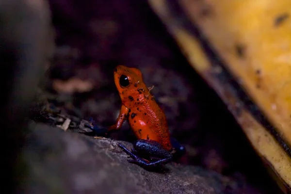 Small red poison dart frog in costa rica central america