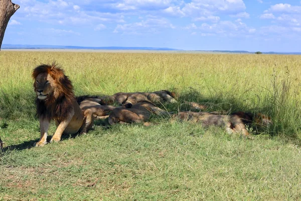 Pride of male lion resting at the masai mara national park