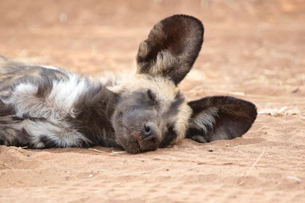 Painted dog puppy at chobe