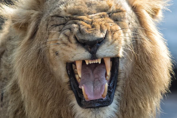 Lion screaming at kruger national park