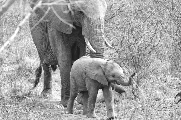 Elephant mother and his baby