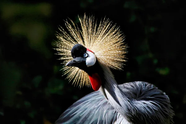 Crowned crane kenya