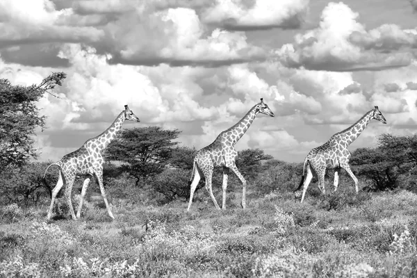 Giraffes walking along savanna