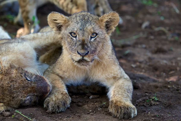 Very cute lion cub looking at me