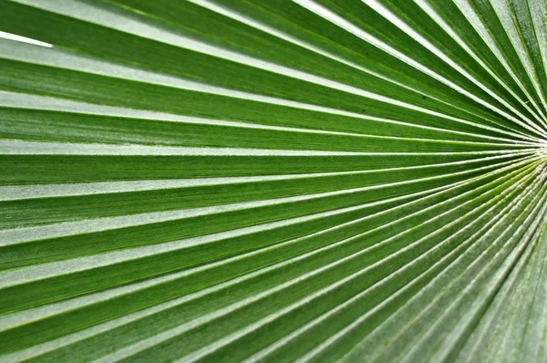 Abstract close-up of a green palm leaf