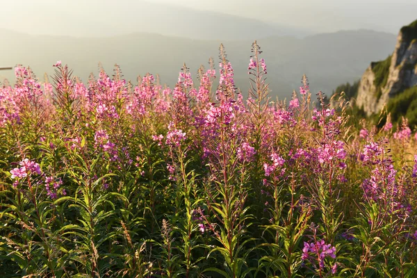 Purple and pink lupine flowers in the mountains at sunset