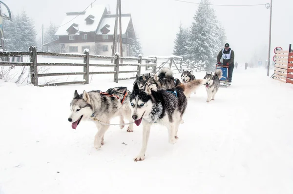 Siberian husky dog sled race