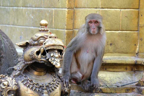Monkey at the Monkey temple. Swayambhunath, Nepal