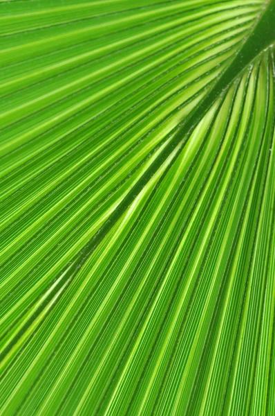 Pattern of a green palm leaf close-up