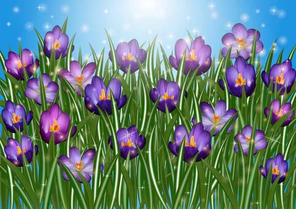 Purple crocus flowers