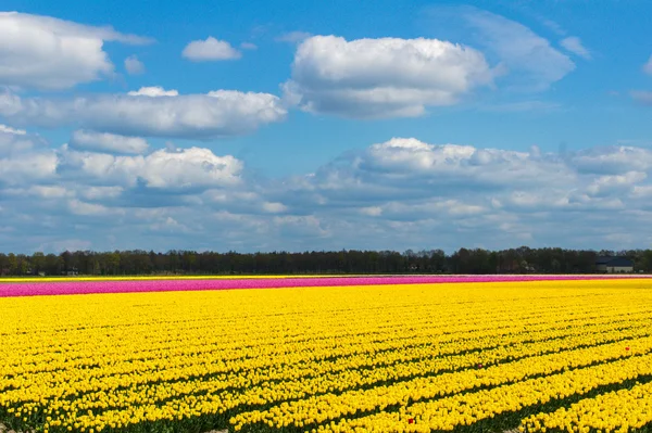 Spring tulip fields in Holland, colorful flowers in Netherlands