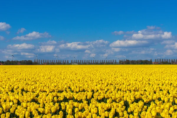 Spring tulip fields in Holland, colorful flowers in Netherlands