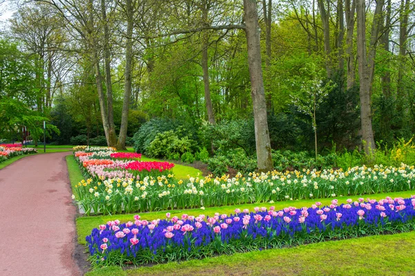 Beautiful spring flowers in Keukenhof park in Netherlands (Holland)