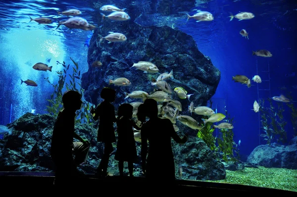 Silhouettes of family with two kids in oceanarium