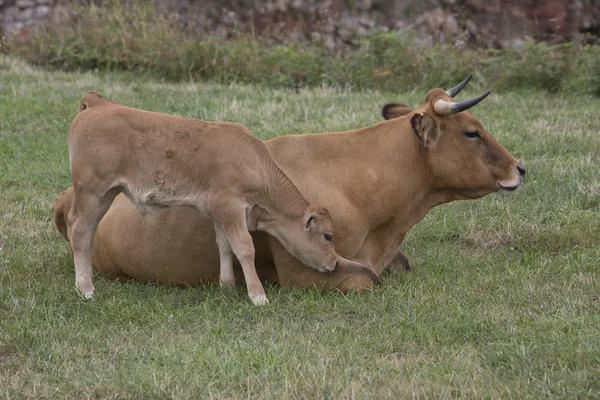 Calf and cow Asturian race.