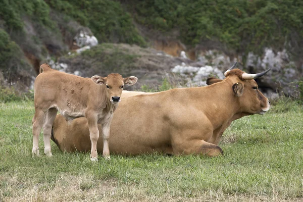 Calf and cow Asturian race.