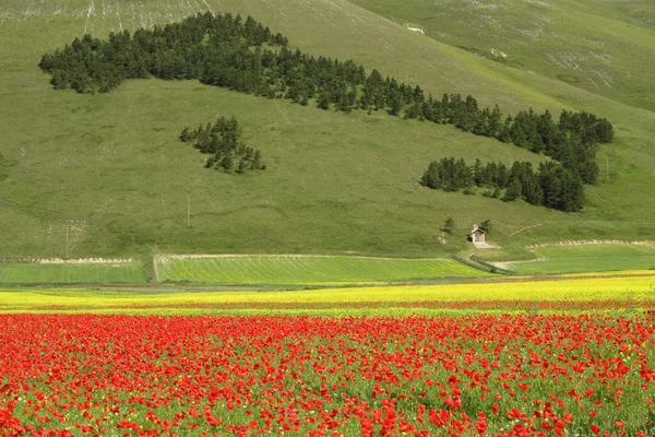 Forest in shape of Italy and field of poppies