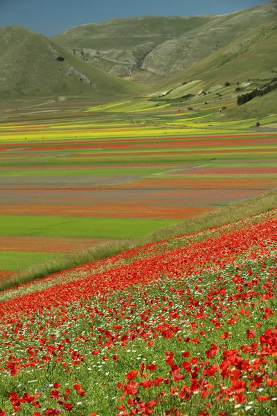 Poppies meadow  over  Piano Grande (Great Plain)