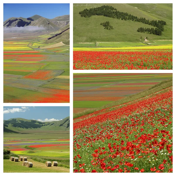 Images with colorful flowery fields