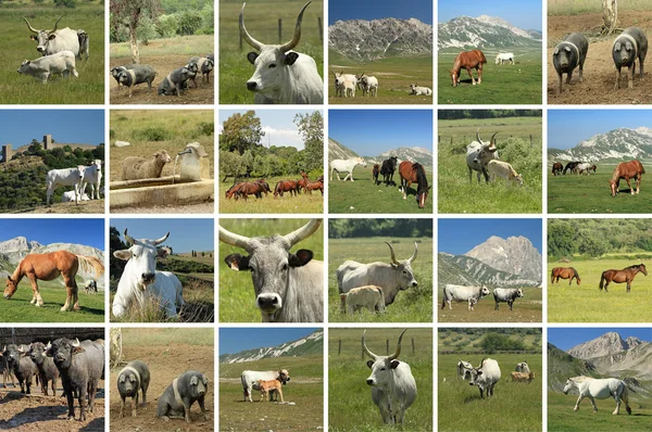 Livestock in italian farmland