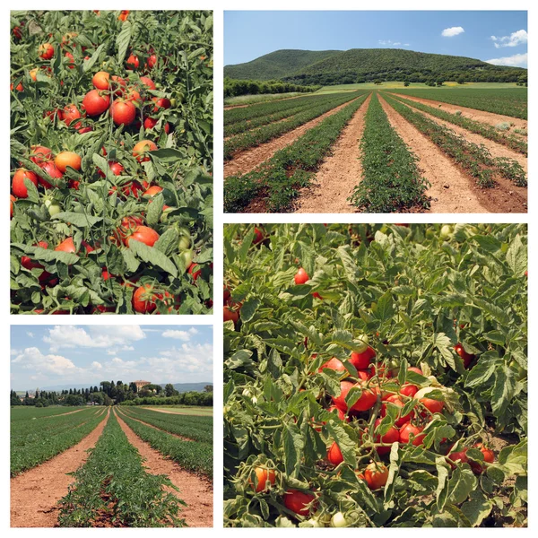 Tomato cultivation collage