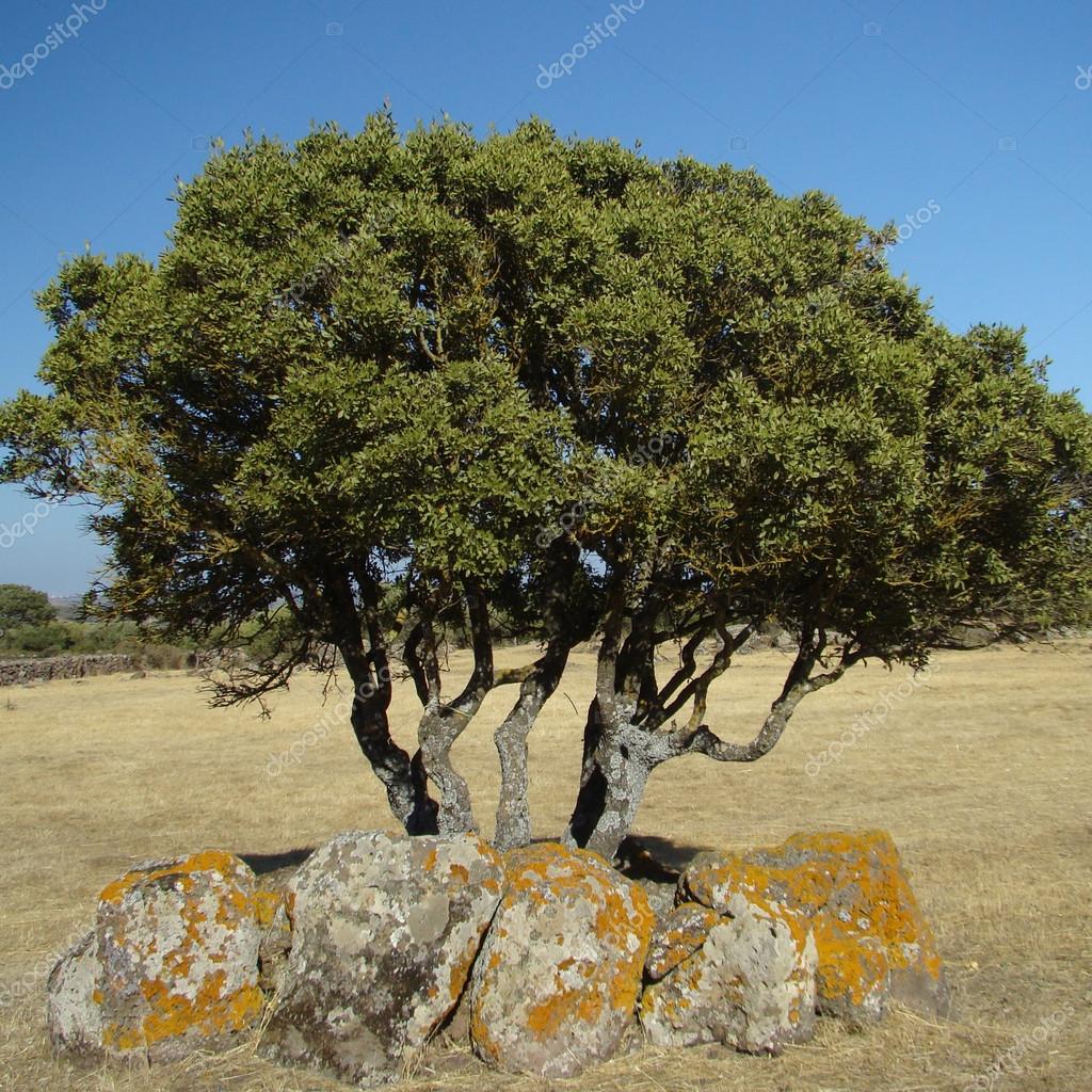 Crece El rbol Del Laurel De La Bah a Fotos De Stock Malgorzata crece-el-rbol-del-laurel-de-la-bah-a-fotos-de-stock-malgorzata