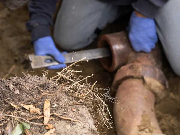 Man Digging Tree Roots Out of Old Clogged Clay Ceramic Sewer Pipe