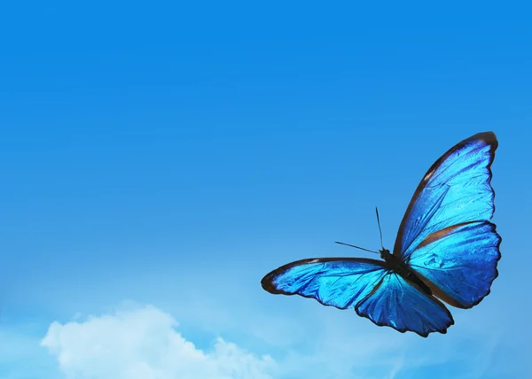 Blue sky with bright butterfly