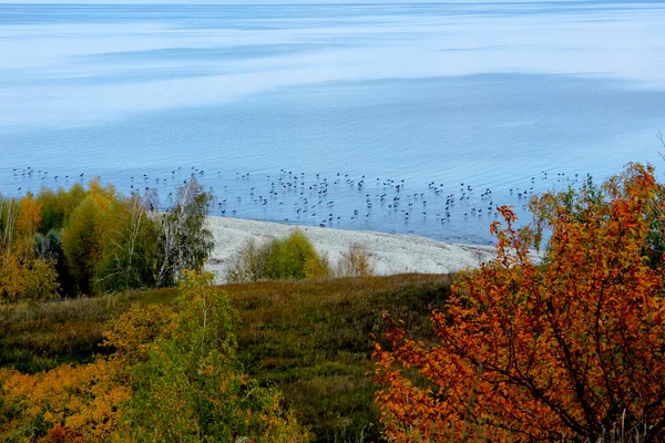 Blue sea with migratory birds cormorants on the background of autumn forest