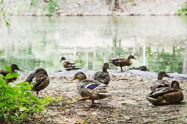 Wild mallard ducks on the lake shore, animal scene