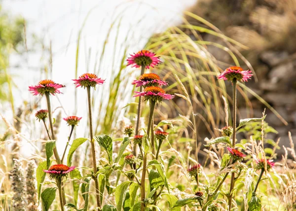 Beautiful Echinacea flowers in outdoors, natural scene