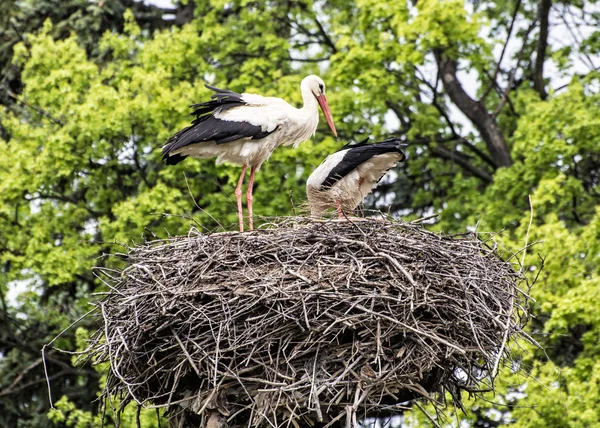 Family of White stork - Ciconia ciconia - in the nest, animal sc