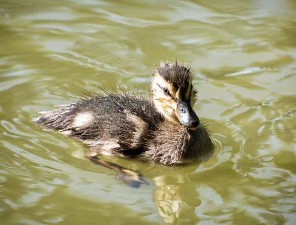 Mallard duckling - Anas platyrhynchos - in the water