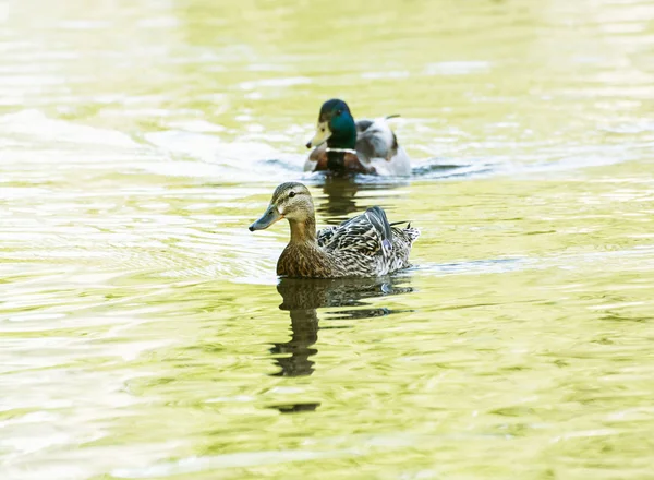 Pair of Mallard ducks - Anas platyrhynchos - in yellow water