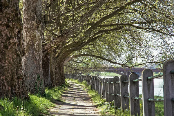 Alley of sycamore tree and railing, footpath scene