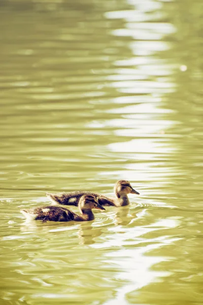 Two little Mallard ducklings - Anas platyrhynchos