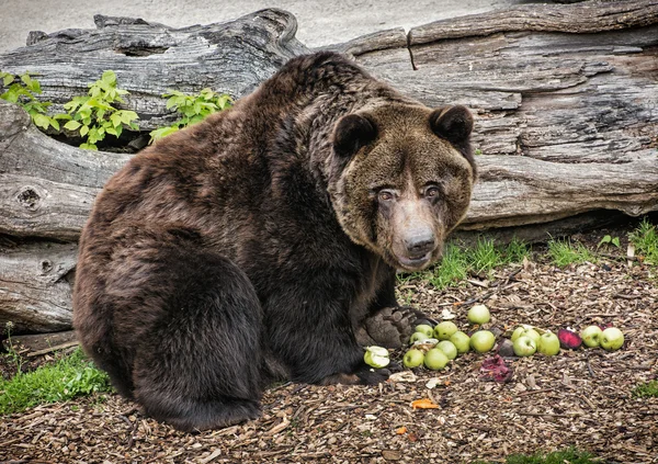 Brown bear - Ursus arctos arctos - posing and eating apples
