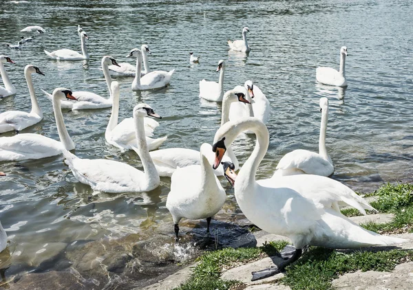 Beautiful Swans - Cygnus, waterfowl on the lake shore