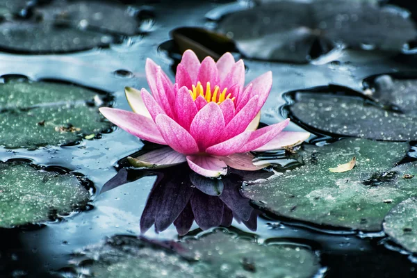 Beautiful purple water lily in the garden pond, cool blue filter