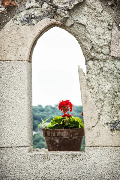 Potted red flower in stone window, architecture element
