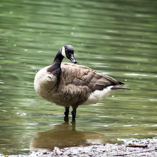 The Canada goose (Branta canadensis)