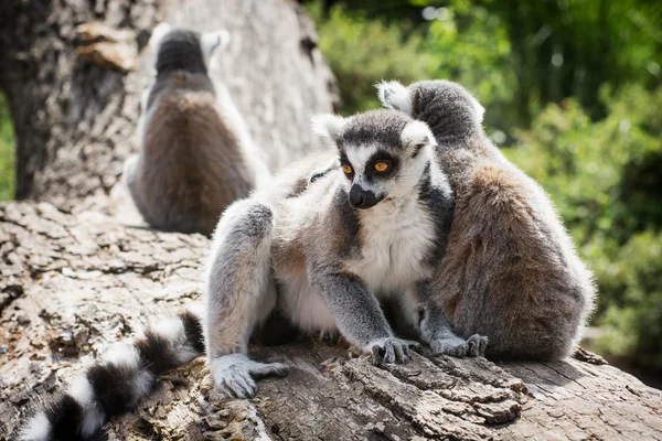 Group of Ring-tailed lemurs on the tree trunk