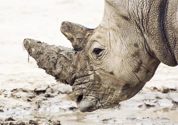 Closeup profile portrait of a White rhinoceros