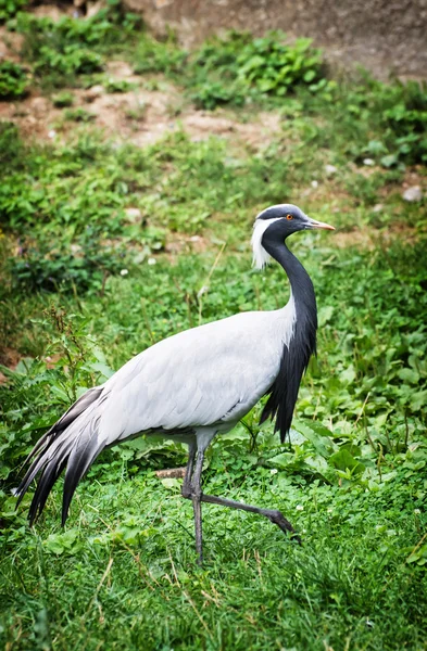 Demoiselle crane (Anthropoides virgo)