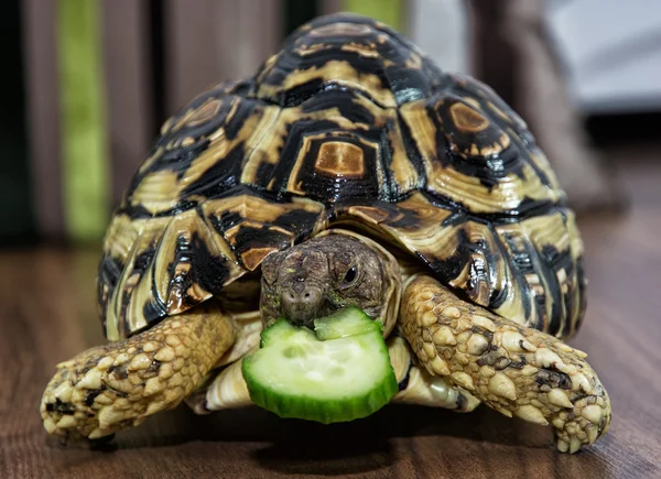 Leopard tortoise is feeding, animal scene