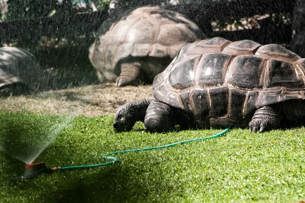Giant turtles graze grass and enjoy the water splash