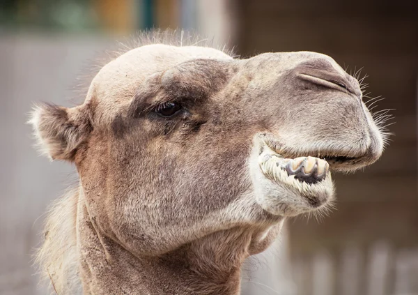Bactrian camel closeup crazy portrait