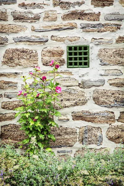 Old brick wall and hibiscus flowers, vertical composition