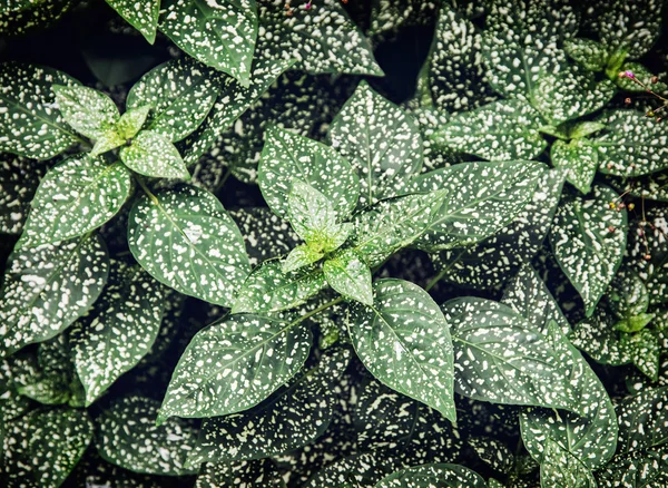 Hypoestes phyllostachya plant